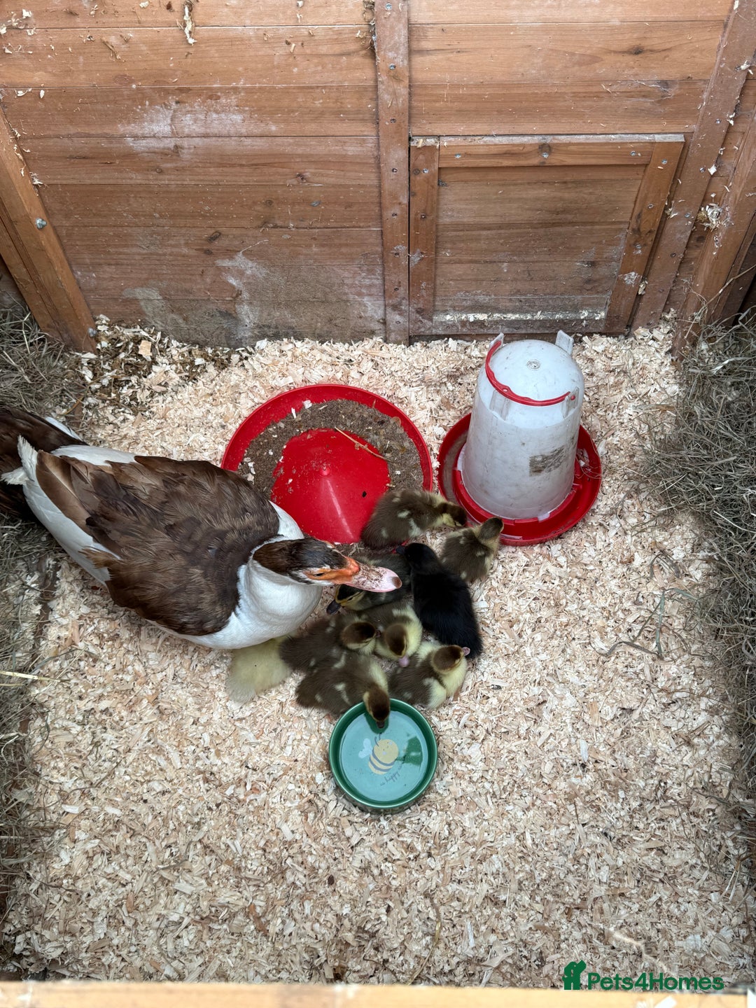 Ducks poultry for sale: Purebred Muscovy ducklings  - Image 2