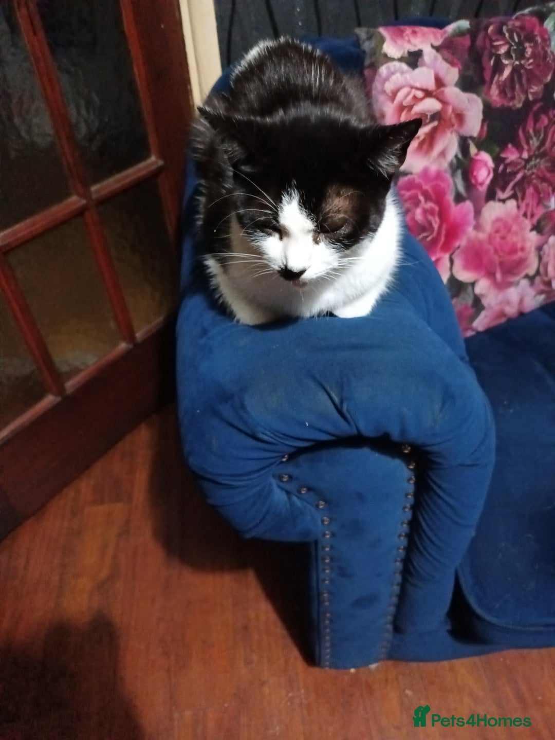British Shorthair cats for sale: Calico female kitten for sale  - Image 4