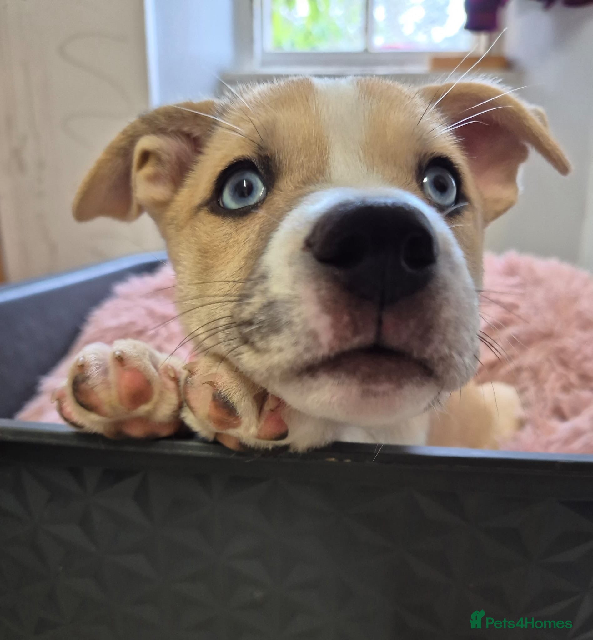 Mixed Breed dogs Beautiful Staffy x Husky Pups - Advert 9