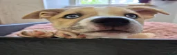 Mixed Breed dogs for sale: Beautiful Staffy x Husky Pups - Advert 1
