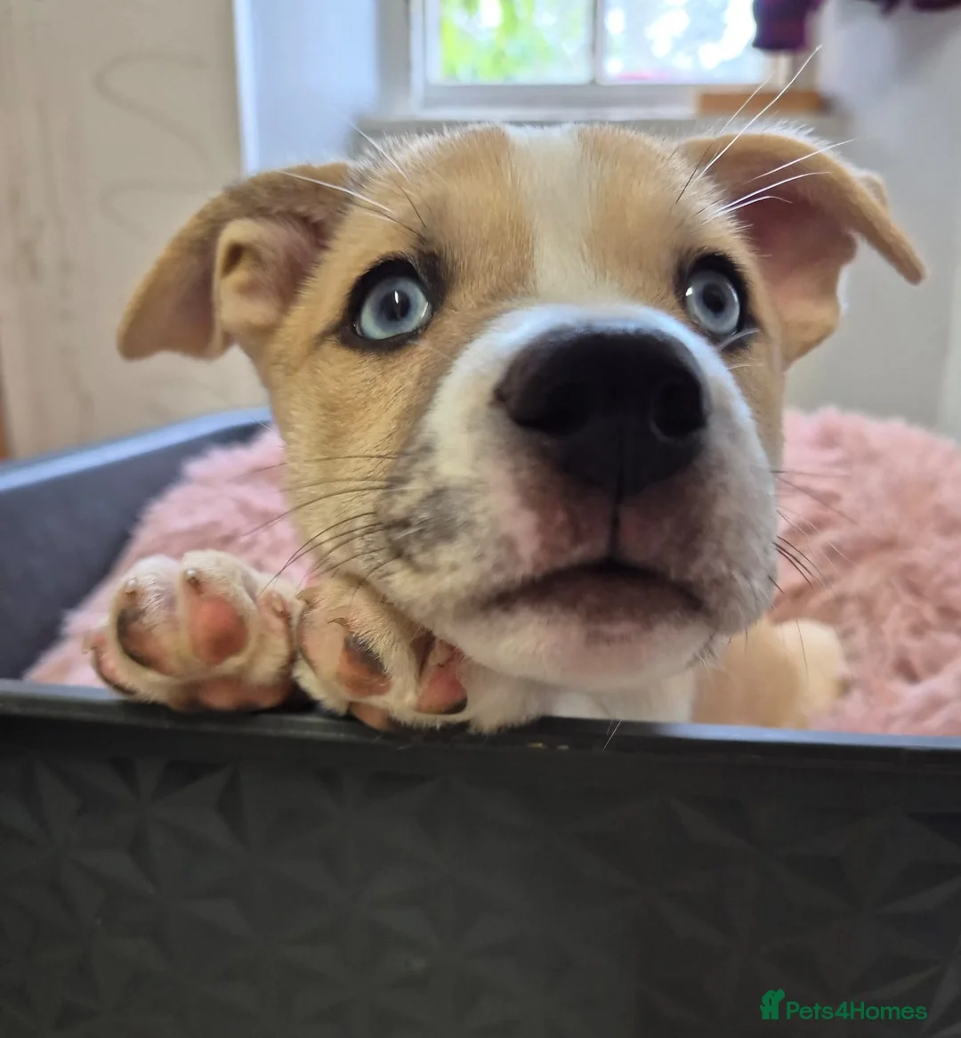 Mixed Breed dogs for sale: Beautiful Staffy x Husky Pups - Advert 1