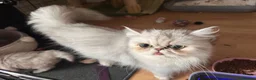 Persian cats for sale: Stunning Persian chinchilla kittens  - Advert 18