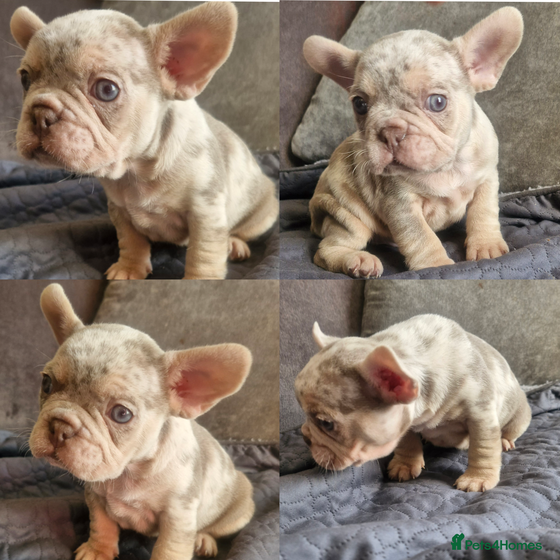 French Bulldog dogs  Stunning merle french bulldogs  - Advert 7