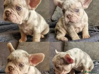 French Bulldog dogs Stunning merle french bulldogs - Advert 7
