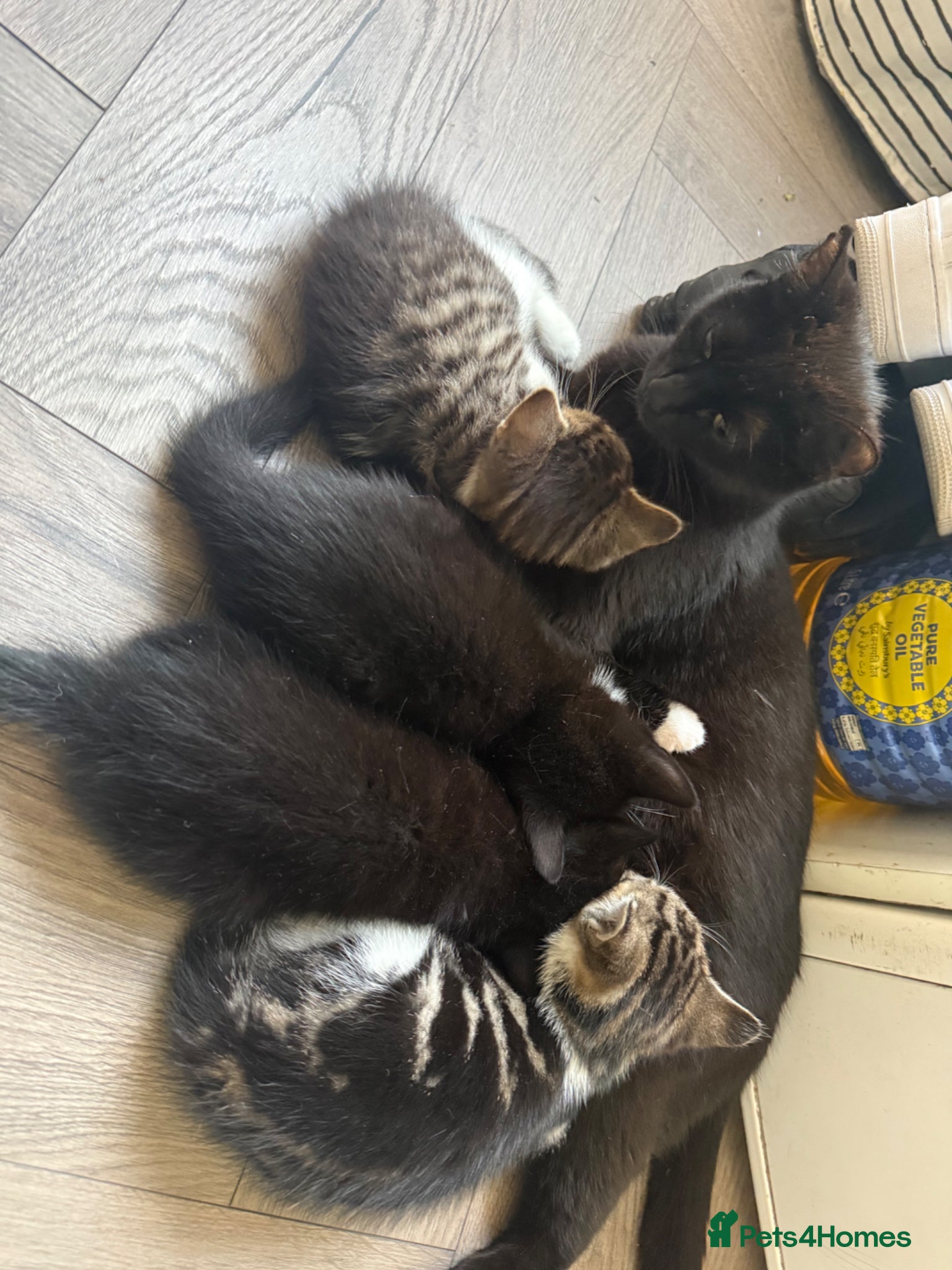 Mixed Breed cats 4 boy kittens  - Advert 1