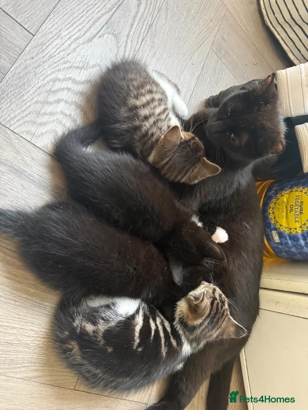Mixed Breed cats for sale: 4 boy kittens  - Advert 1