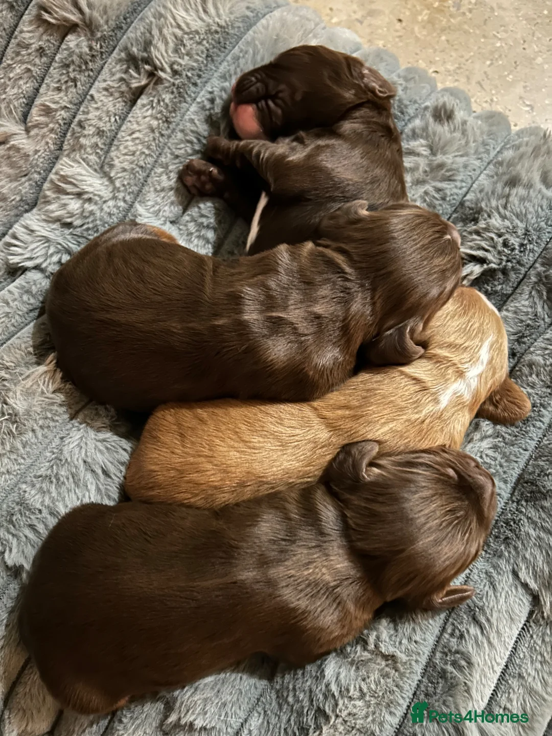Cocker Spaniel dogs for sale: Cocker Spaniel puppies  in Poole - Advert 2