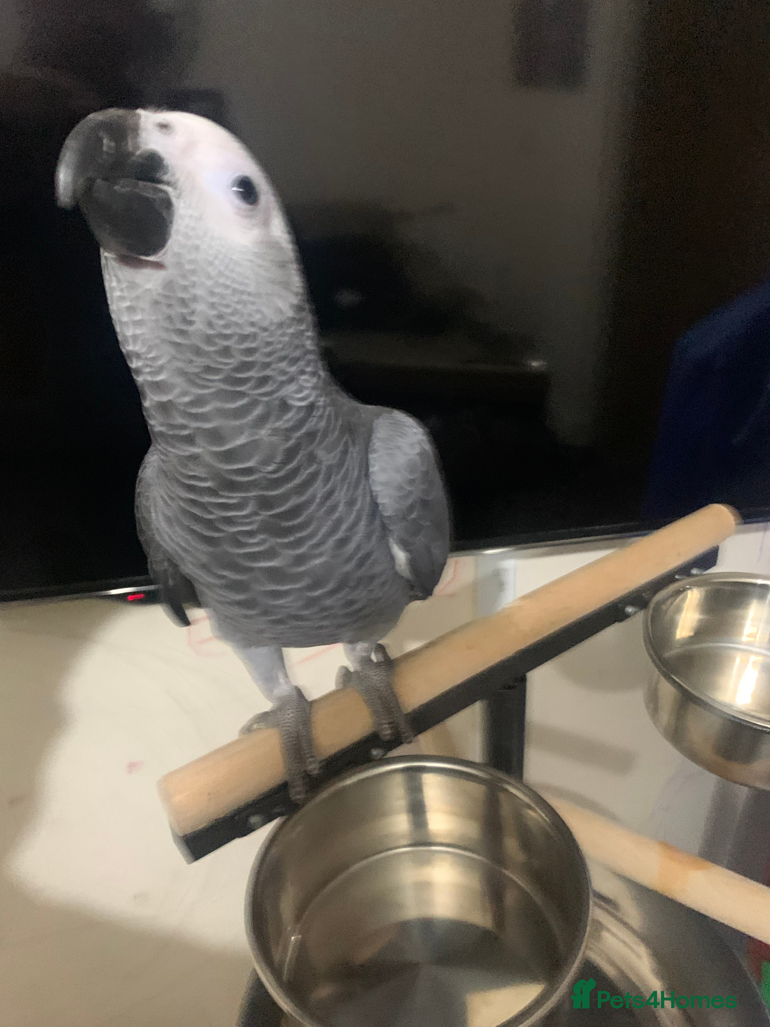 Parrots birds Super silly tame baby African grey set up  - Advert 11