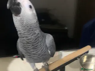 Parrots birds Super silly tame baby African grey set up - Advert 11