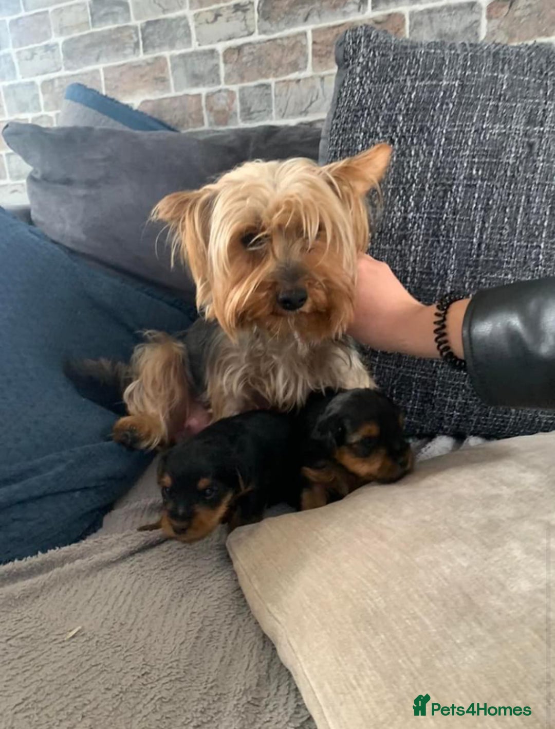 Yorkshire Terrier dogs for sale: Outstanding Yorkshire terriers - Image 15