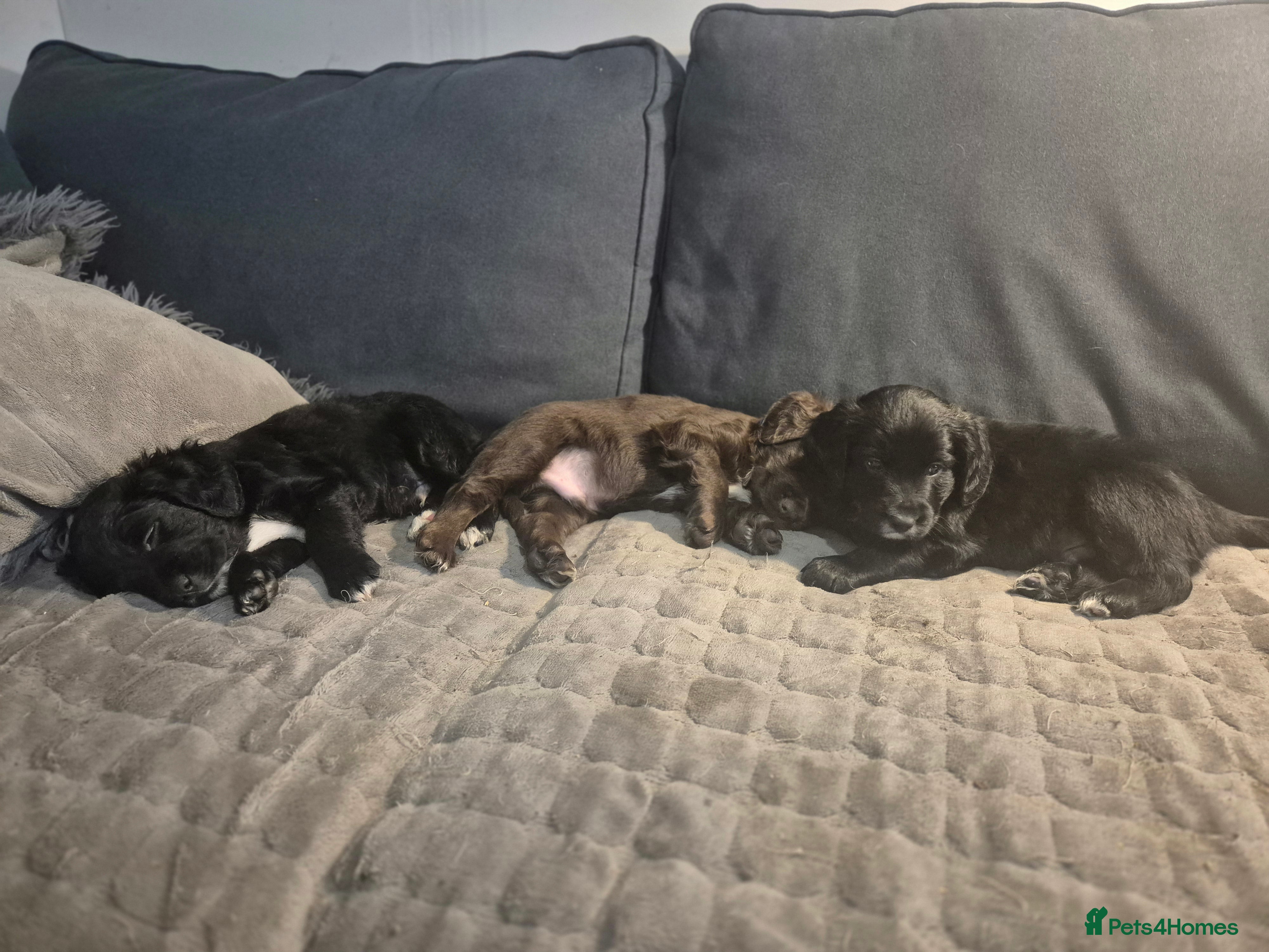 Mixed Breed dogs Gorgeous Sprockapoollies - Advert 3