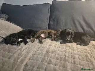 Mixed Breed dogs Gorgeous Sprockapoollies - Advert 15