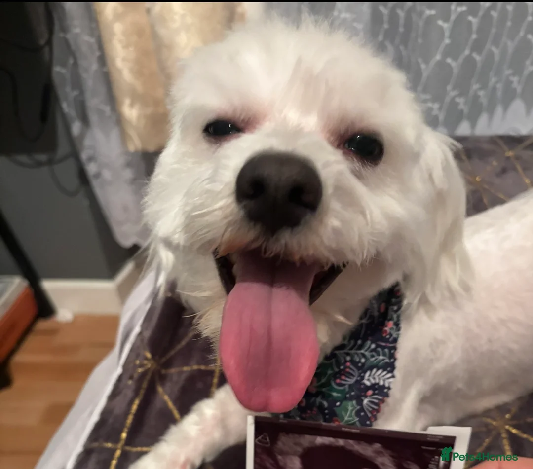 Maltese dogs for sale: Benny need a new home  - Advert 1
