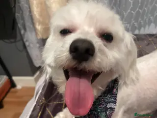 Maltese dogs Benny need a new home - Advert 2