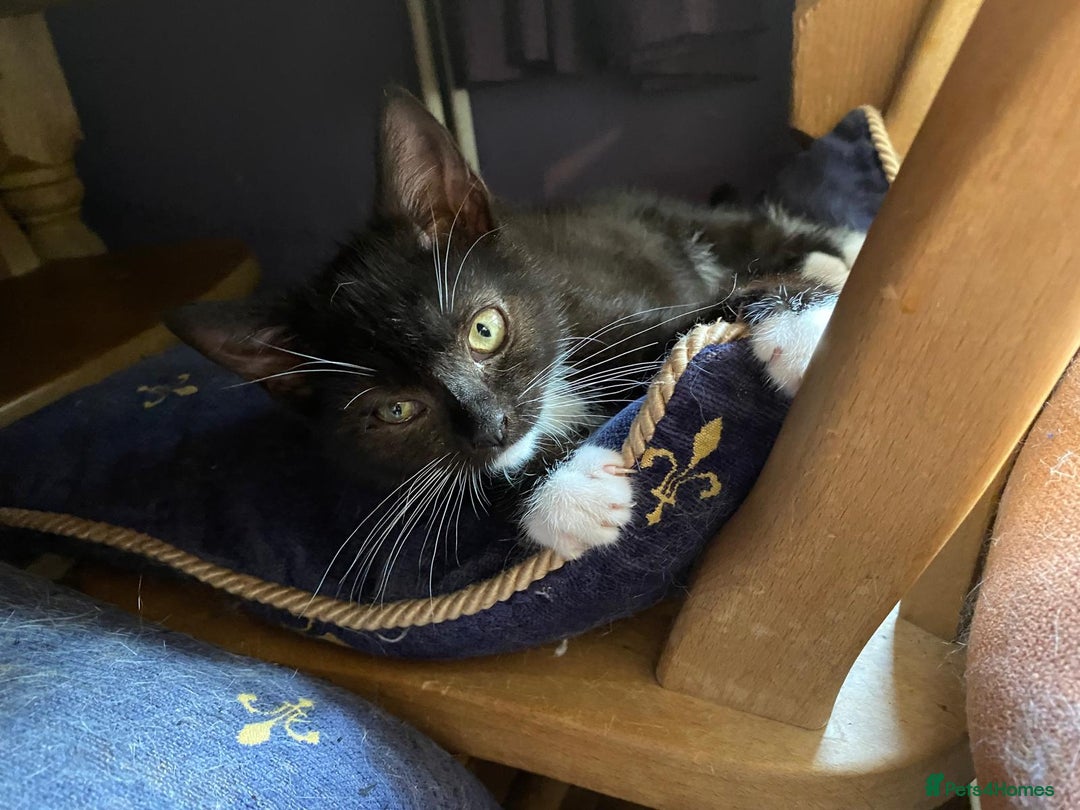 Mixed Breed cats for adoption: Rescue kittens bonded pair of girls abandoned - Image 9