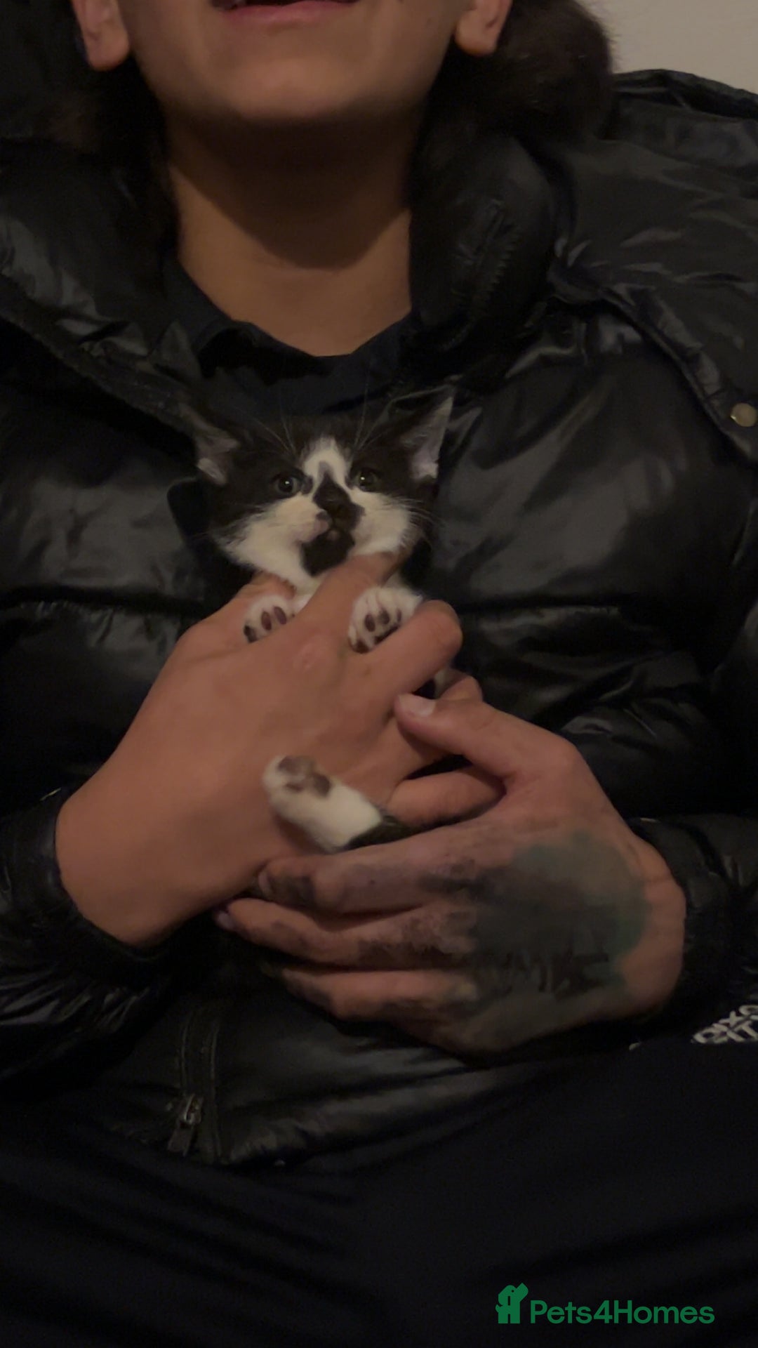 Mixed Breed cats for sale: Cute mixed colored kittens - Advert 6