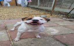 American Bull Staffy dogs for stud: Looking to stud - Image 3