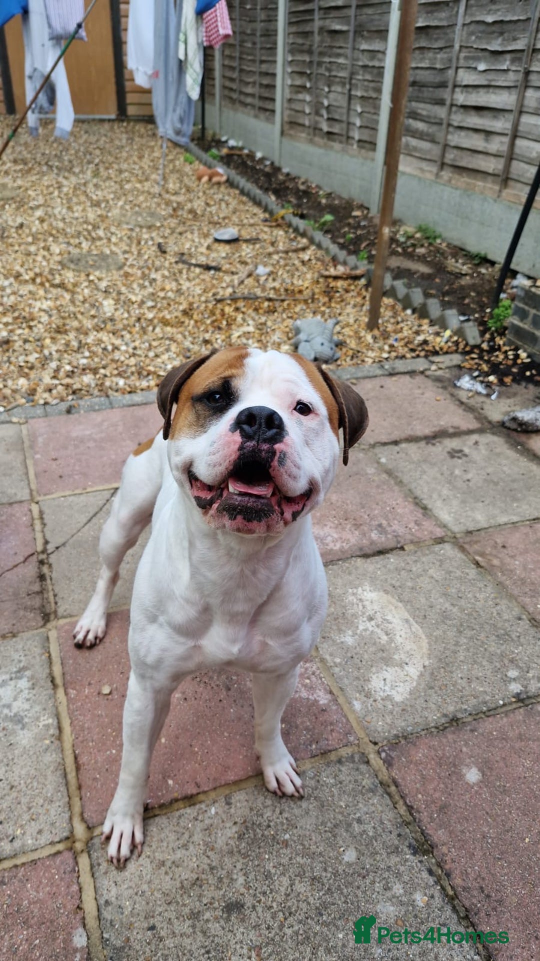American Bull Staffy dogs for stud: Looking to stud - Image 3