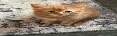 Mixed Breed Kitten 3