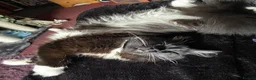 Mixed Breed cats for sale: 4Yr Male Maine Coon mix - Advert 5