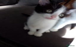 Mixed Breed cats for sale: Kittens can deliver  - Image 3