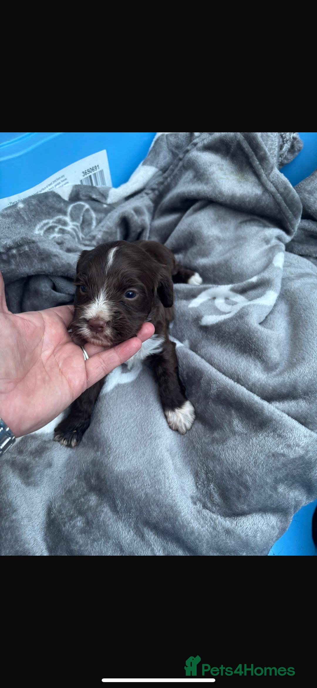 Cockapoo dogs for sale: Cockerpoo pups for sale - Image 10
