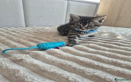 Mixed Breed cats for sale: 2 Kittens  - Image 6