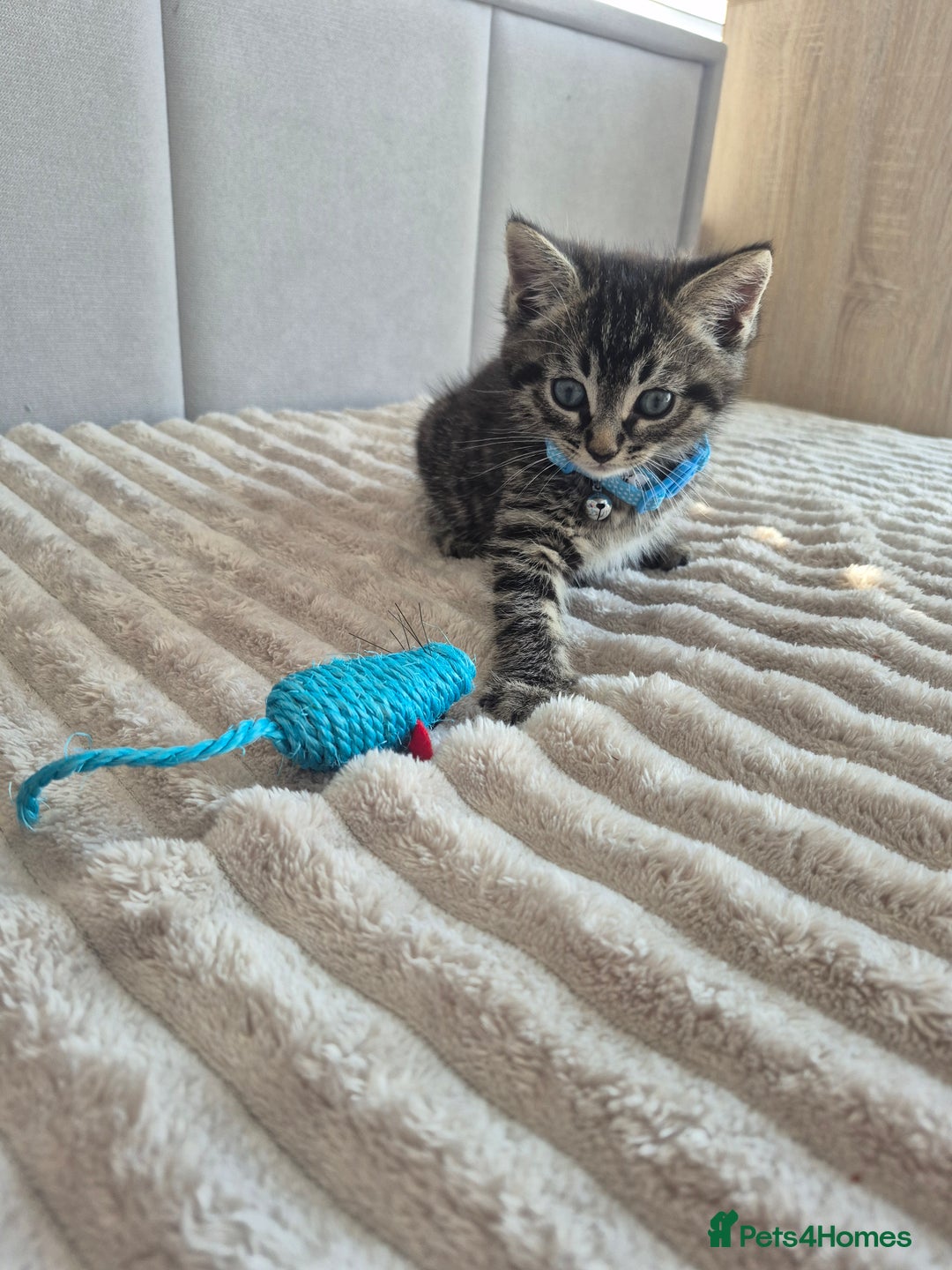 Mixed Breed cats for sale: 2 Kittens  - Image 6
