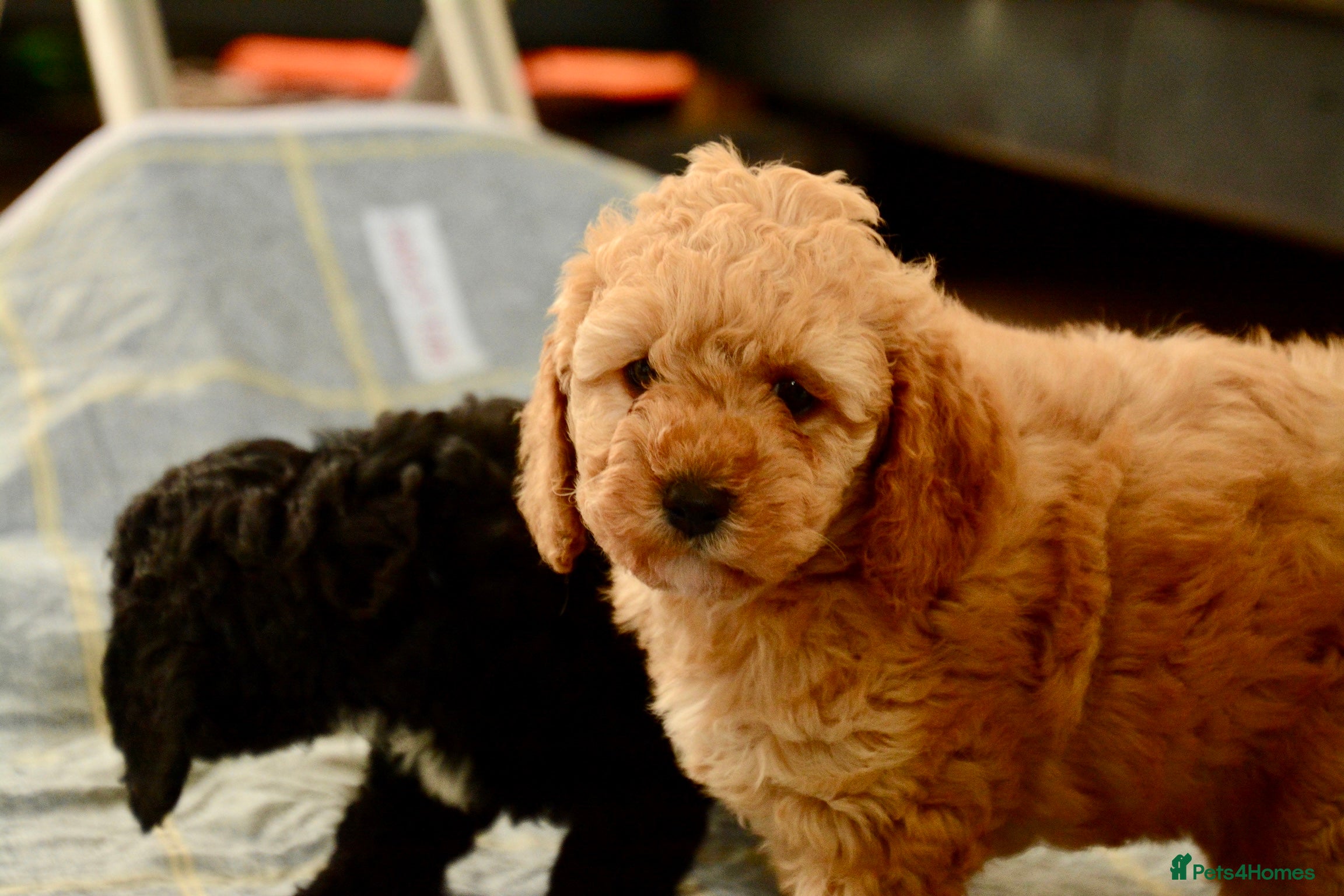 Cockapoo dogs Beautiful Cockapoo puppies for sale - Advert 4