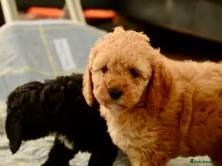 Cockapoo dogs Beautiful Cockapoo puppies for sale - Advert 5