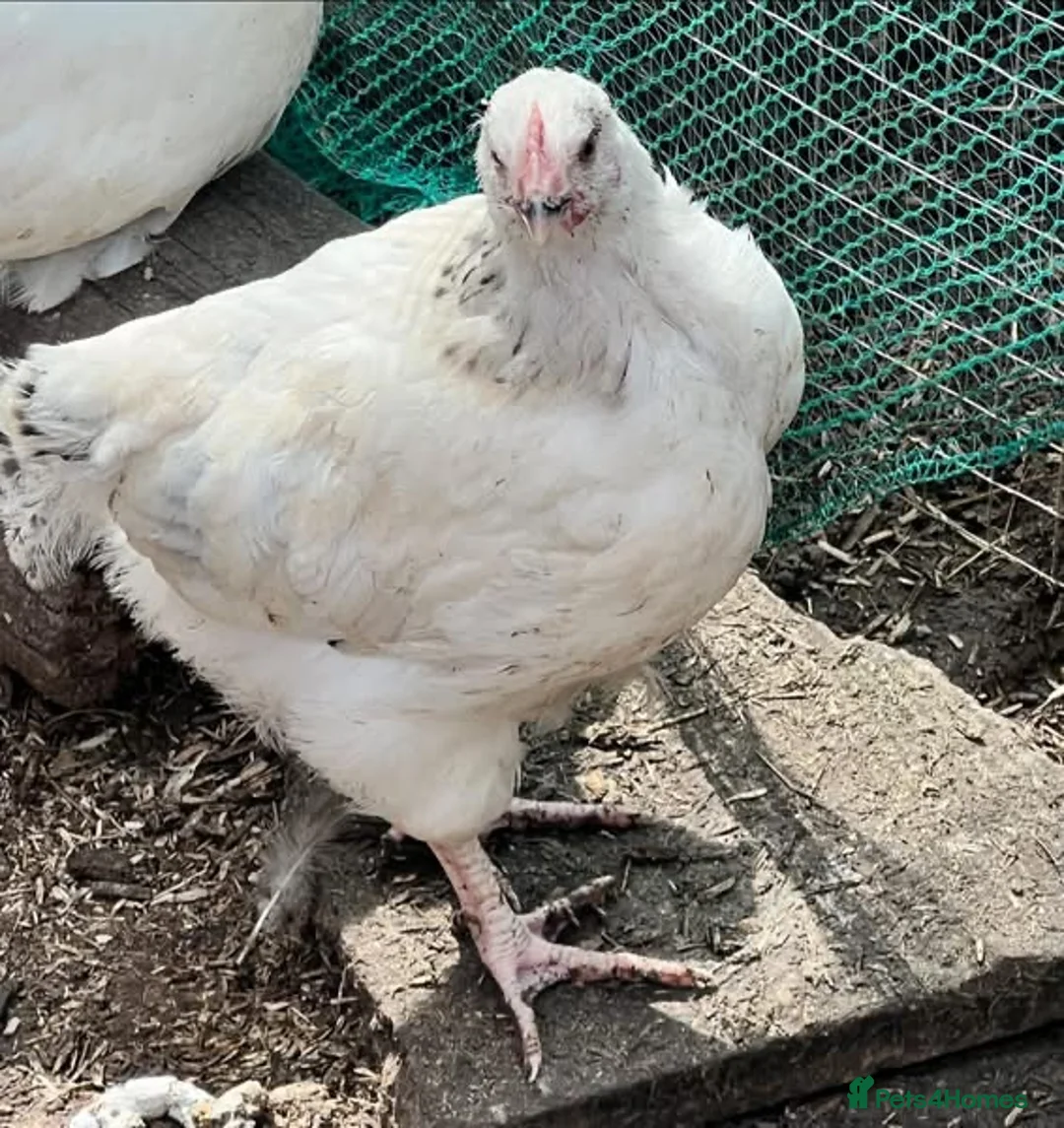 Chickens poultry for sale: Pullets - Barred rock, light Sussex, Rhode, easter - Advert 5