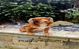 Cockapoo dogs for sale: F1 - Fox Red - Cockapoo puppies - Image 5