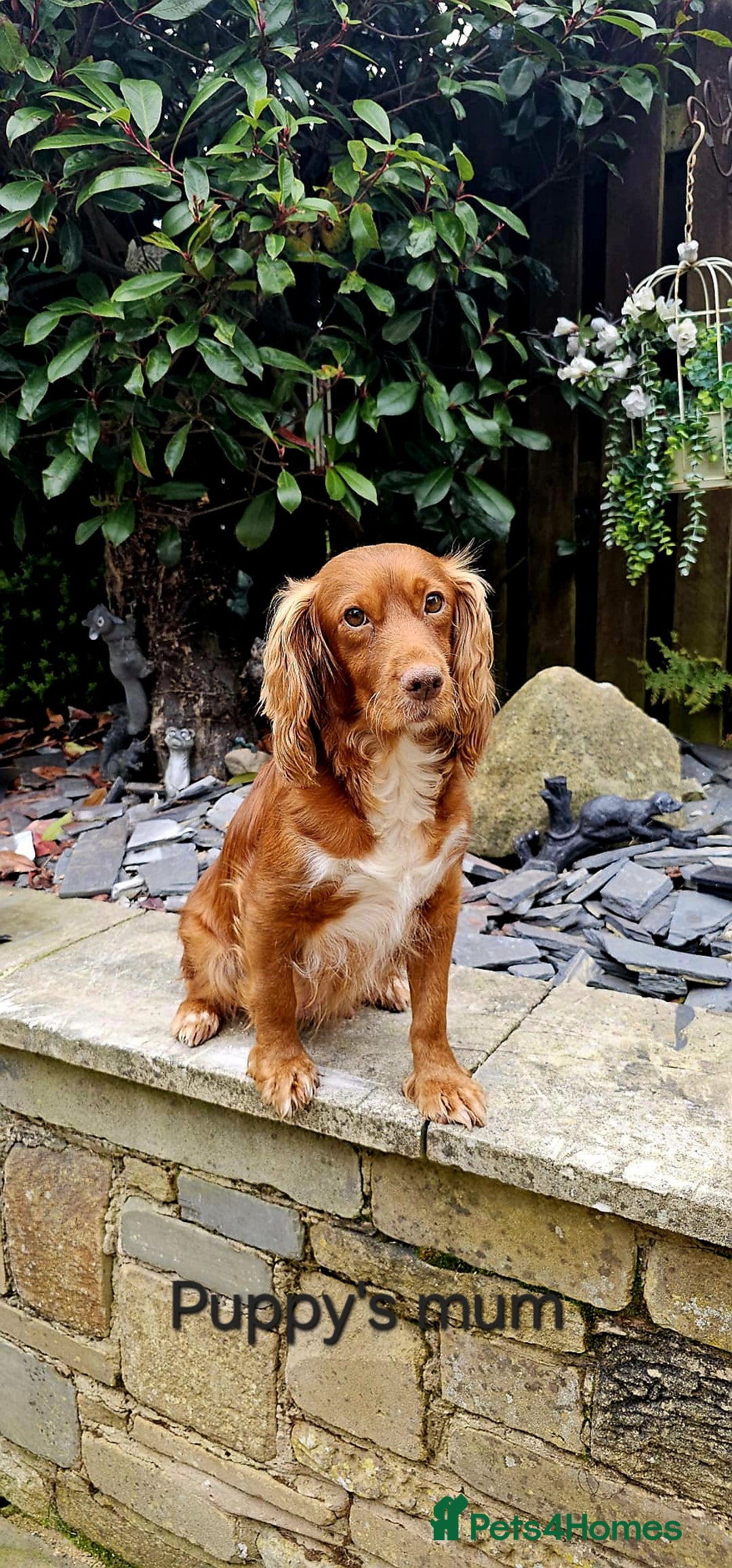 Cockapoo dogs for sale: F1 - Fox Red - Cockapoo puppies - Image 5