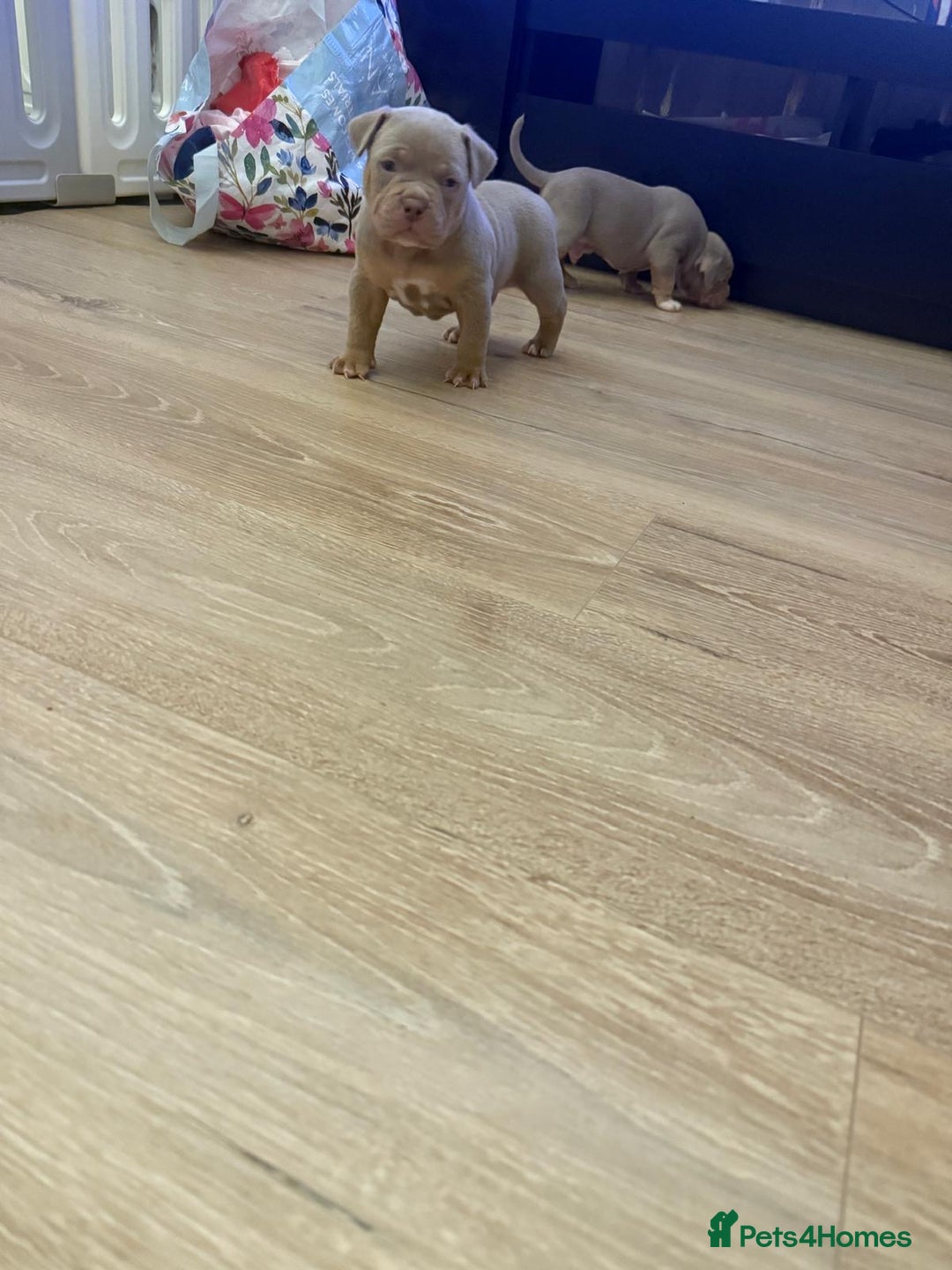 American Bully dogs for sale: Pocket bully pups - Advert 19