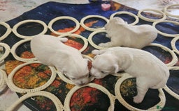 Maltese dogs for sale: 4 puppies bichons maltese - Image 19