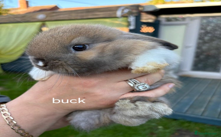 Mini Lop rabbits - Advert 10