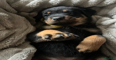 Rottweiler dogs - Advert 13