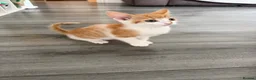 Mixed Breed cats for sale: 5 lovely kittens for sale  - Advert 9