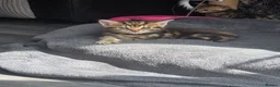 Mixed Breed cats for sale: Tabby kittens  - Advert 8