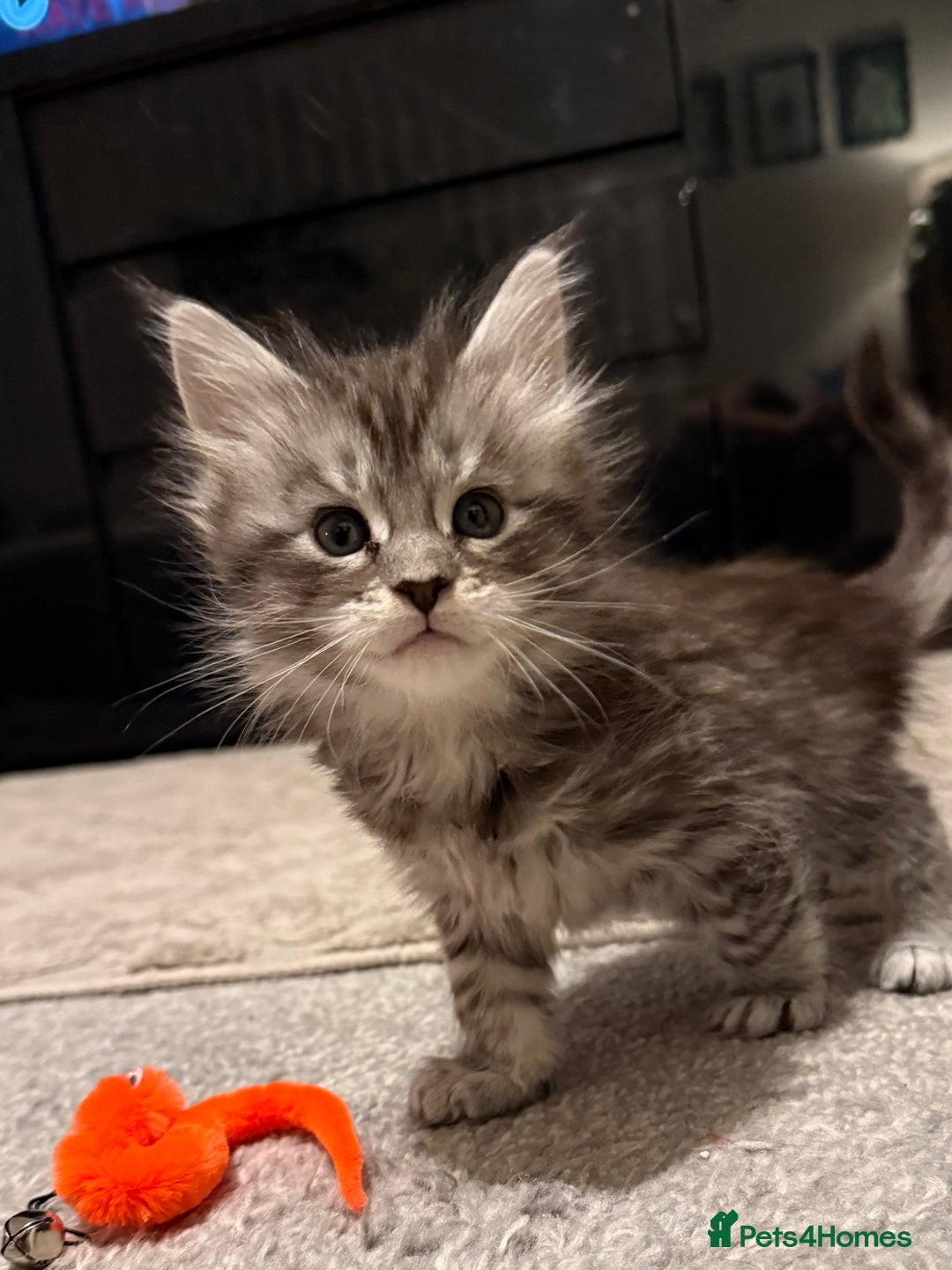 Maine Coon cats for sale: Maine coon kittens - Advert 8