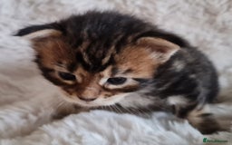 Maine Coon cats for sale: 100% Maine Coon Kittens DNA HEALTH TESTED PARENTS  - Image 30