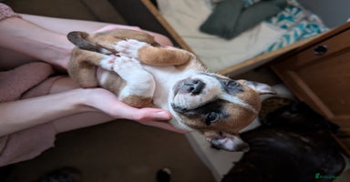 Staffordshire Bull Terrier dogs - Advert 6