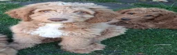 Mixed Breed dogs for sale: 3 Gorgeous Aussidoodles wanting to be re-homed  in Mountain Ash - Advert 21