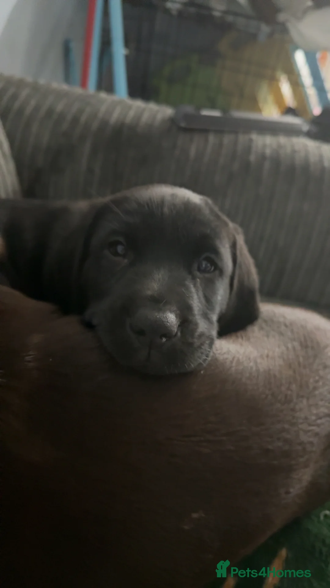 Labrador Retriever dogs for sale: Black Labrador pup - Advert 13