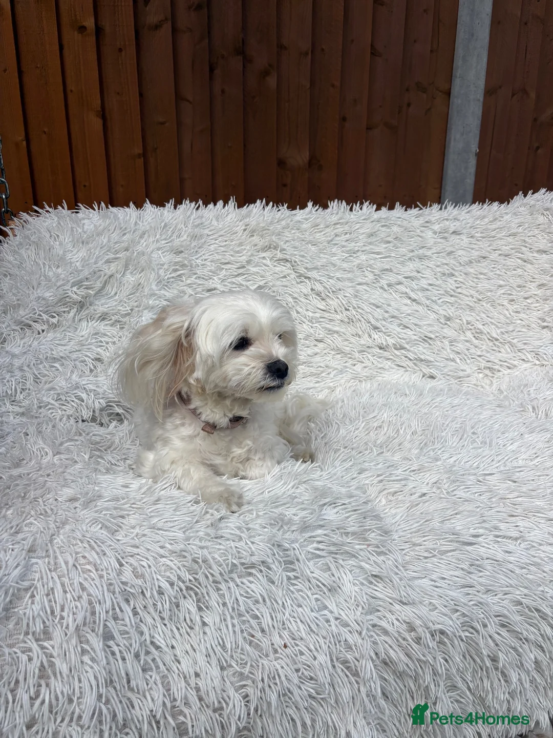 Bichon Frise dogs for sale: Bishon havanez - Advert 2