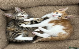 Mixed Breed cats for sale: Kittens  - Image 3
