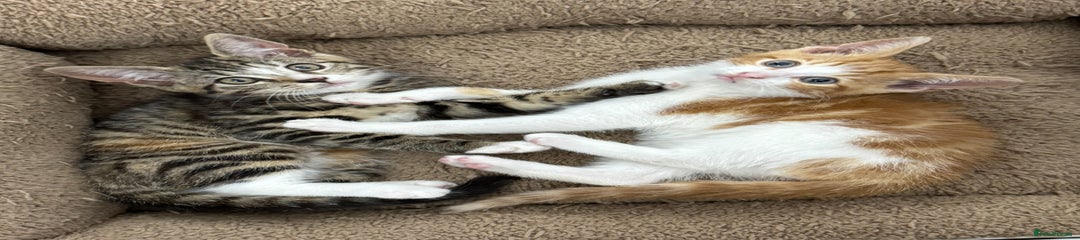 Tabby stripe 