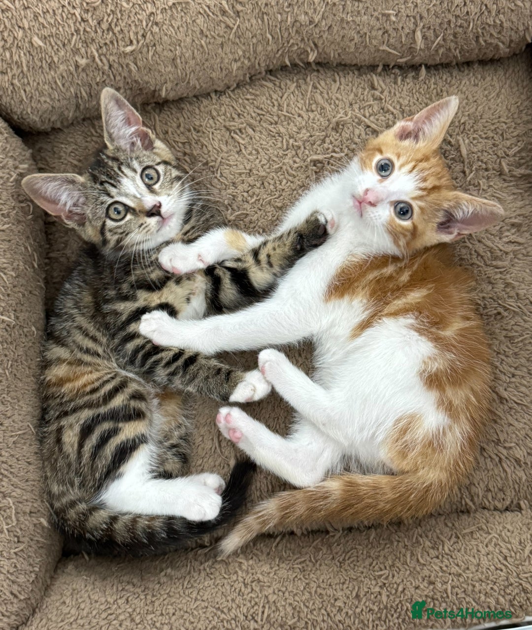 Mixed Breed cats for sale: Kittens  - Image 3