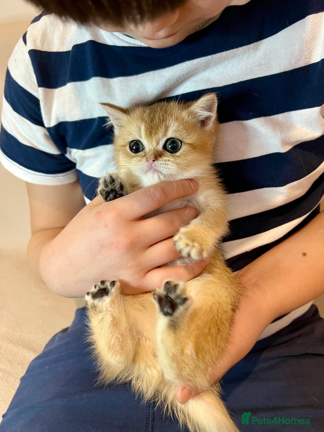 British Shorthair cats for sale: 🐾BSH Golden Kittens🐾  - Advert 29