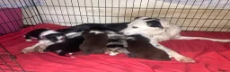 Border Collie dogs for sale: Border collie puppies - Advert 5